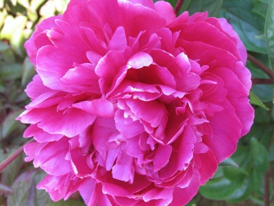 Bild von Paeonia x-lact. Red Gigant