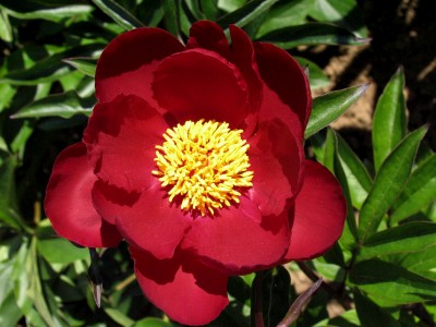 Bild von Paeonia x-lact. Red Velvet