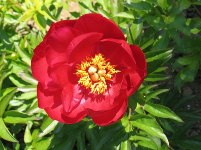 Bild von Paeonia x-lact. Rubinschale