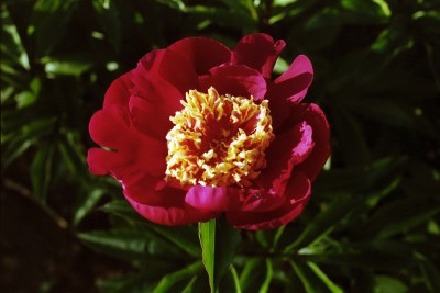 Bild von Paeonia x-lact. Some Ganoko