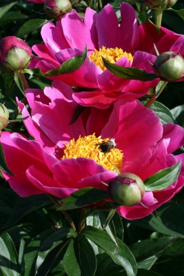 Bild von Paeonia x-lact. Schwindt