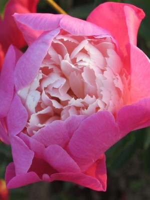 Bild von Paeonia x-lact. Santa Fe