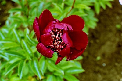 Bild von Paeonia x-lact. Sword Dance