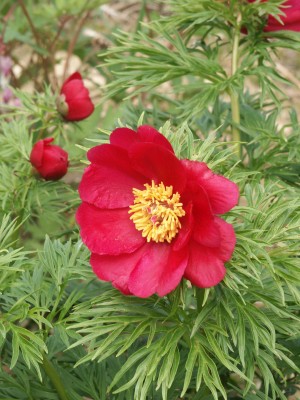 Bild von Paeonia smouthii