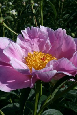 Bild von Paeonia x-lact. Sea Shell