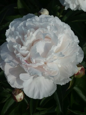 Bild von Paeonia x-lact. Shirley Temple