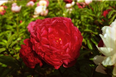 Bild von Paeonia x-lact. Victoire de la Marne