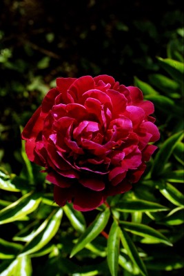 Bild von Paeonia x-lact. The Mighty Mo