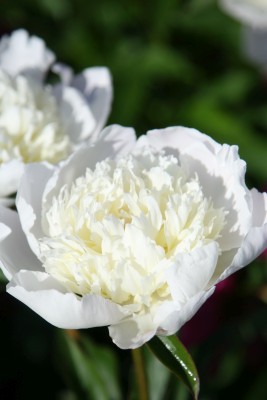 Bild von Paeonia x-lact. Torch Song