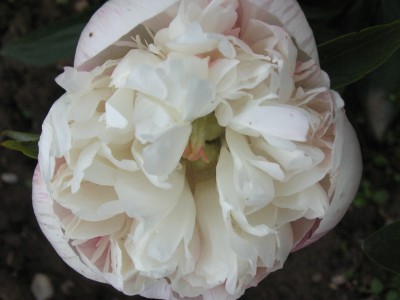 Bild von Paeonia officinalis Alba Plena