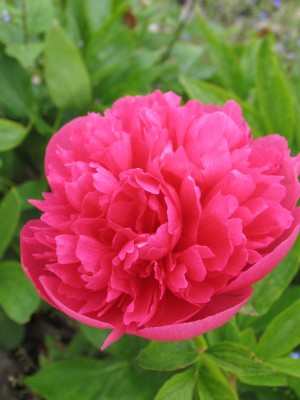 Bild von Paeonia officinalis Rosea Plena