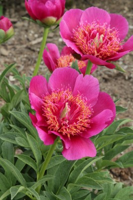 Bild von Paeonia peregrina Sunshine