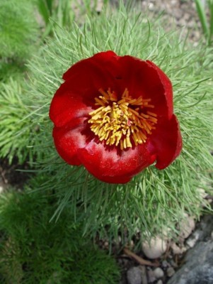 Bild von Paeonia tenuifolia