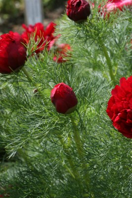 Bild von Paeonia tenuifolia Plena