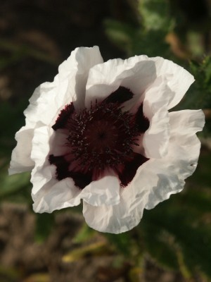 Bild von Papaver orientale Perrys White