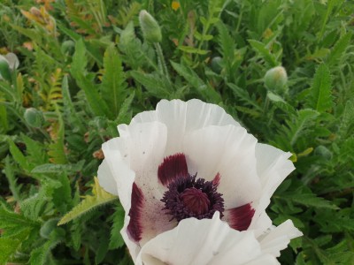 Bild von Papaver orientale Royal Wedding