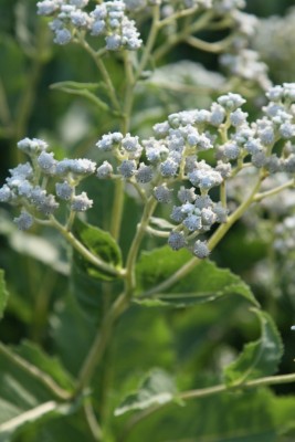 Bild von Parthenium integrifolium