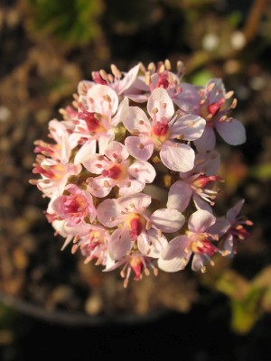 Bild von Peltiphyllum peltatum