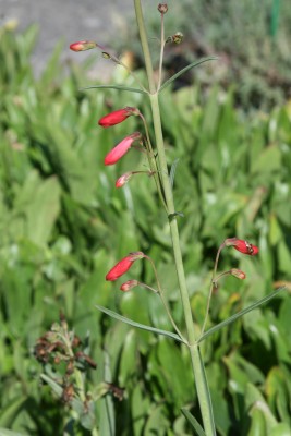 Bild von Penstemon barbatus Coccineus