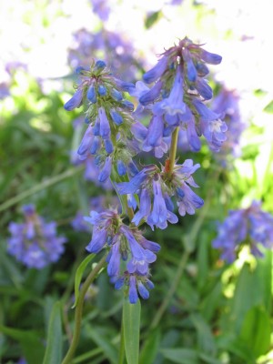 Bild von Penstemon campanulatus