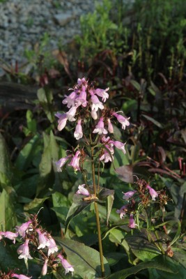 Bild von Penstemon digitalis Precious Gem