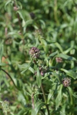 Bild von Penstemon pulchellus