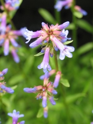 Bild von Penstemon pinifolius