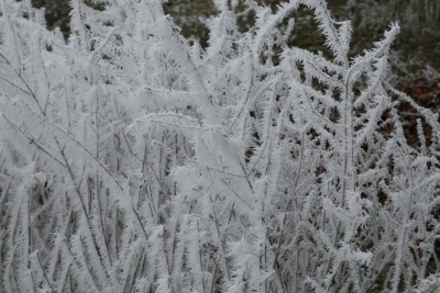 Bild von Perovskia atriplicifolia Blue Spire