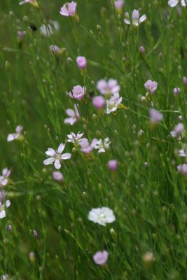 Bild von Petrorhagia saxifraga