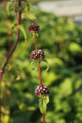 Bild von Phlomis tuberosa