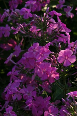 Bild von Phlox paniculata kleinblütig rosa