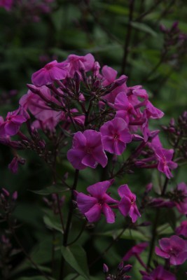 Bild von Phlox paniculata Winnetou