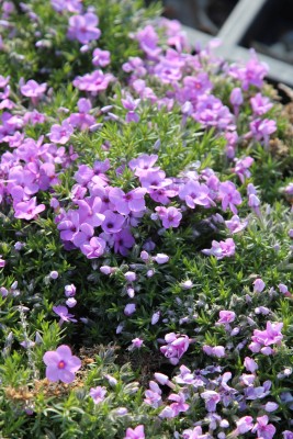 Bild von Phlox douglasii Georg-Arends