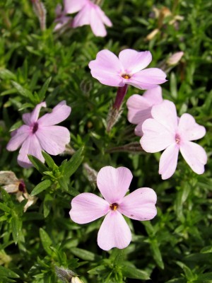 Bild von Phlox douglasii Lachsjuwel