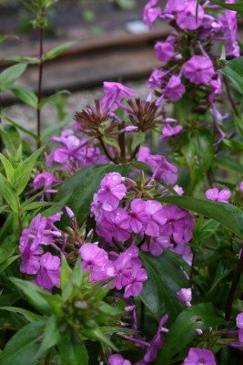 Bild von Phlox maculata Alpha