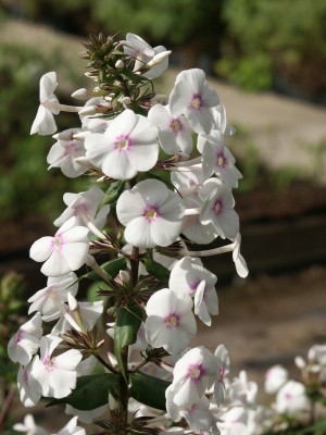 Bild von Phlox maculata Omega