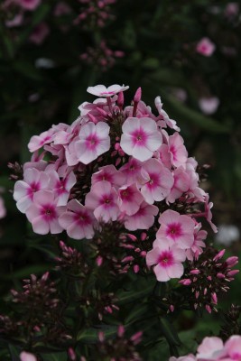 Bild von Phlox paniculata Bright Eyes