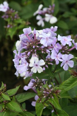 Bild von Phlox paniculata Blue-Evening