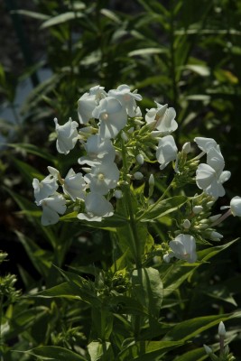 Bild von Phlox paniculata David