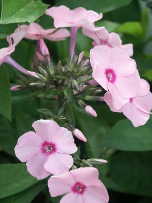 Bild von Phlox paniculata Flamingo