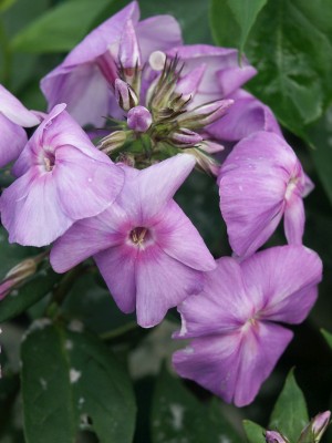 Bild von Phlox paniculata Fliedertraum