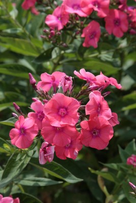 Bild von Phlox paniculata Frau-A.v.Mauthner