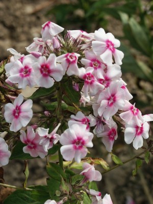 Bild von Phlox paniculata Kirmesländler