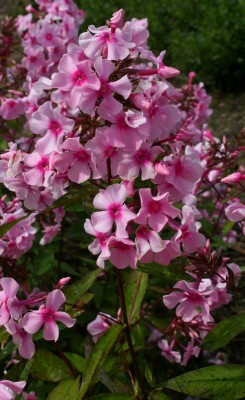 Bild von Phlox paniculata Landhochzeit