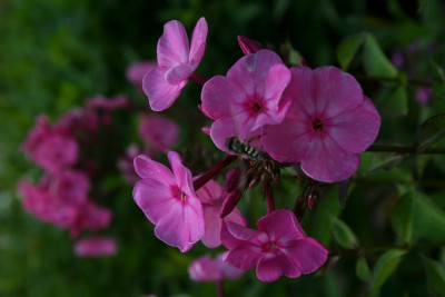 Bild von Phlox paniculata Little-Princess