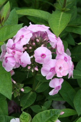 Bild von Phlox paniculata Laura