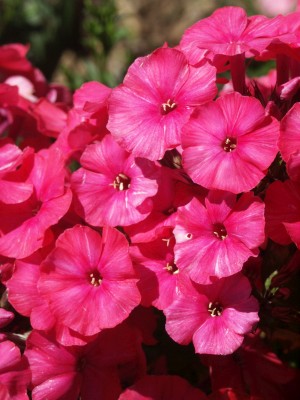 Bild von Phlox paniculata Marie