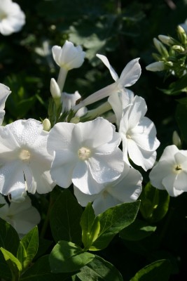 Bild von Phlox paniculata Monte-Cristallo