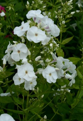 Bild von Phlox paniculata Pax