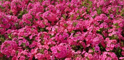 Bild von Phlox paniculata Pink Attraction